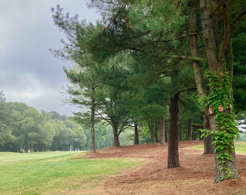 Some tree projects focus on “limbing up,” or removing branches while keeping the tree in place. This work took place along the 7th hole at Southern Delaware Golf Club in Milford. FRITZ SCHRANCK PHOTOS